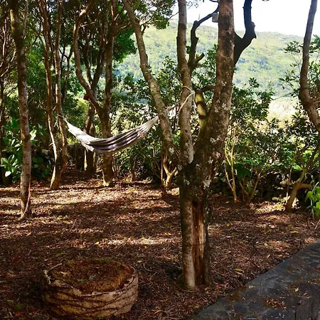Casa Da Antiga Vinha - Trees, Vineyards And Sea
