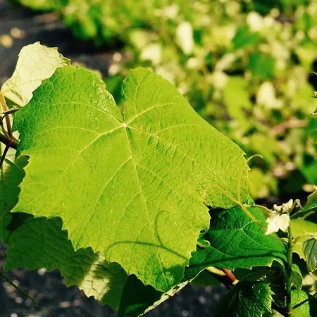 Casa Da Antiga Vinha - Trees, Vineyards And Sea *
