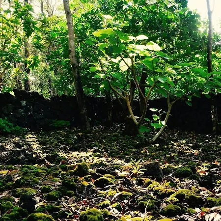 Casa Da Antiga Vinha - Trees, Vineyards And Sea Dom wakacyjny Almas (Ilha do Pico)